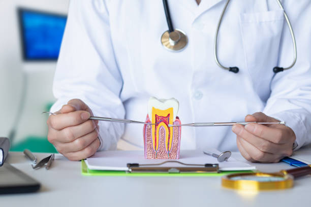 Best Urgent Dental Care for Toothaches in Willow, AK
